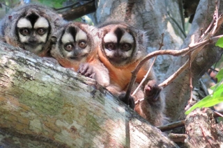 Owl monkeys on a branch