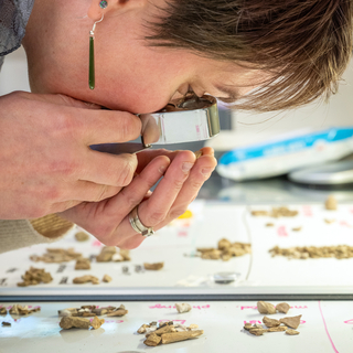 Professor Thompson examines bone fragments