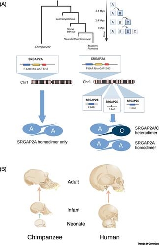 Trends in genetics