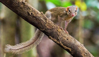 treeshrew